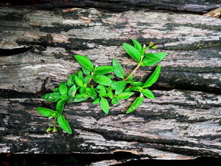 plant growing out of a tree stumpの写真素材