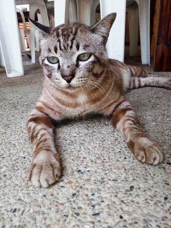 cat laying dawnの写真素材