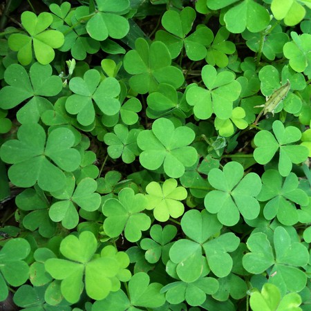 Field of a green clover background. Clovers three leaf. Different highs of the plantsの写真素材