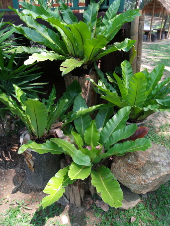 Bird's Nest Fern hanging in garden (Nidus Asplenium)の写真素材