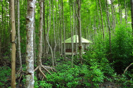 Scenic mangrove forest ecosystem with Mangrove rootsの写真素材