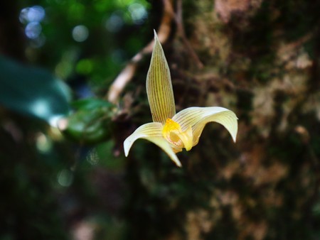 Bulbophyllum siamense Rchb.f. Orchid, beautiful wild orchid in south of Thailandの写真素材