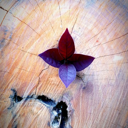 Strong and development as business and success concept small tree young plant growing up from old trunkの写真素材