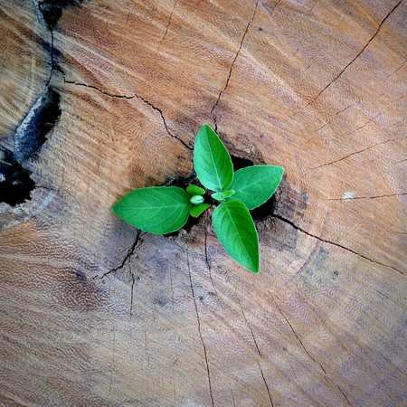 Strong and development as business and success concept small tree young plant growing up from old trunkの写真素材