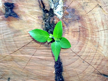 Strong and development as business and success concept small tree young plant growing up from old trunkの写真素材
