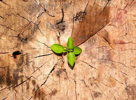 Strong and development as business and success concept small tree young plant growing up from old trunkの写真素材