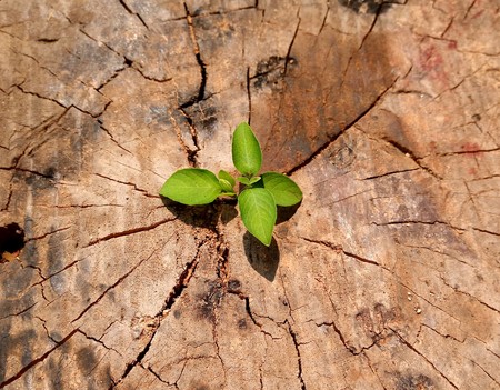 Strong and development as business and success concept small tree young plant growing up from old trunkの写真素材