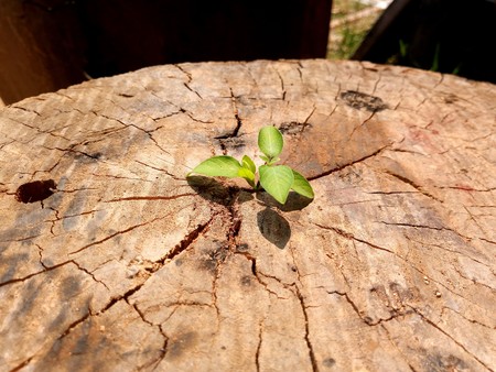 Strong and development as business and success concept small tree young plant growing up from old trunkの写真素材