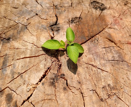 Strong and development as business and success concept small tree young plant growing up from old trunkの写真素材