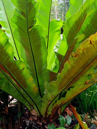 Closed up of Bird's nest fern green plant in gardenの写真素材