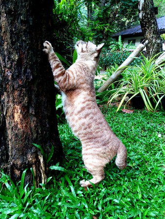cat in gardenの写真素材