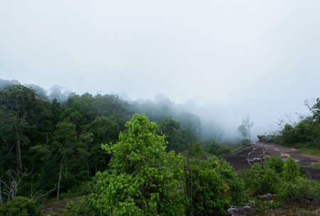 Mist at tropical rain forest and mountainsの写真素材