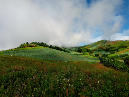 Cabbage farm on the mountain and sky Phu Thap Boek (Phu Tub Berk), Phetchabun, thailand