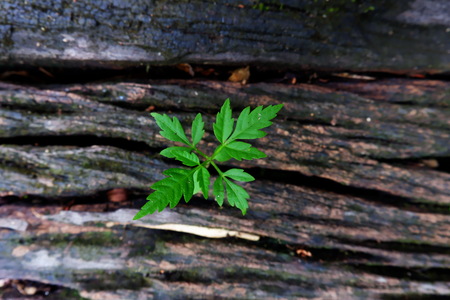 Plant growing through of trunk of tree stumpの写真素材