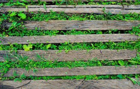 Rough wooden surface with green plants sprouting through the slits. Empty placeの写真素材