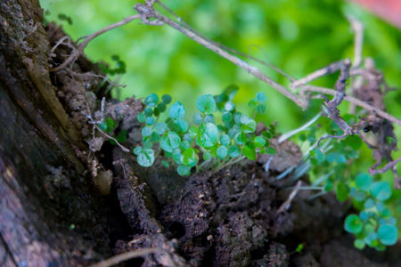 small plants on the nature rock wallの写真素材
