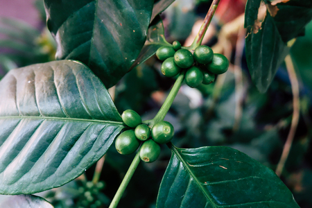 Coffee beans on the branch in coffee plantation farm. Arabica coffee.の写真素材