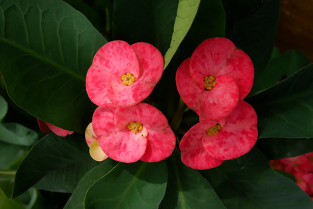 Close up Pink Crown of thorns flowers with water drop (Euphorbia milli Desmou)の写真素材
