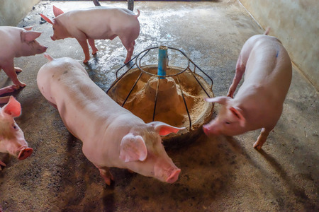 Pigs in a Pigpen. Large pen of young white pigs. Pig Farming. Intensively farmed pigs in batch pens.の写真素材
