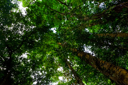 Looking up from under sea oak tree forest with worm eye view concept.Selective focus texture on trunk shotの写真素材