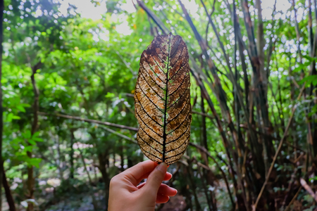 Hand holding a maple leaf in the sun. Leaf in hand in the Sunny forest.の写真素材