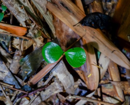 small plant growing on sand