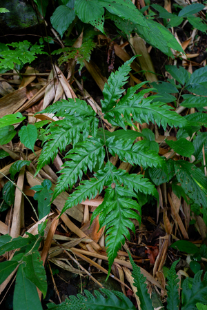Ferns and other plants of the forest. Natural fern leaf decor closeup photo. Tropical greenery top view. Fern leaf pattern. Green foliage with green fern leaf.の写真素材