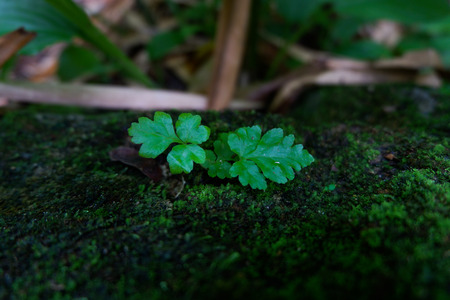 Ferns and other plants of the forest. Natural fern leaf decor closeup photo. Tropical greenery top view. Fern leaf pattern. Green foliage with green fern leaf.の写真素材