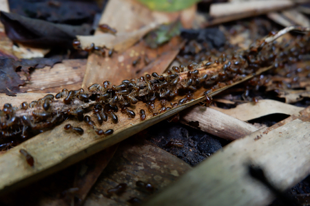 Closeup eating rotten wood termite colony. And to build a house termite In the poor light