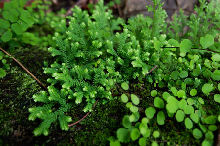 Close-up of Freshness Selaginella involvens fern, small fern leaves growing in the rain forestの写真素材