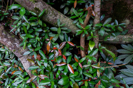 Buttress tree roots and lush foliage in rainforest Thailandの写真素材