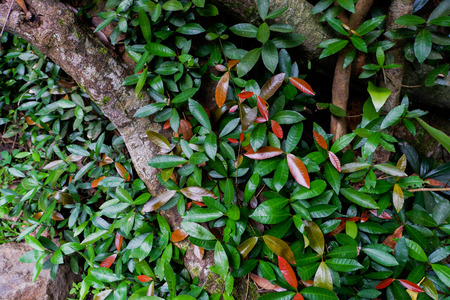 Buttress tree roots and lush foliage in rainforest Thailandの写真素材