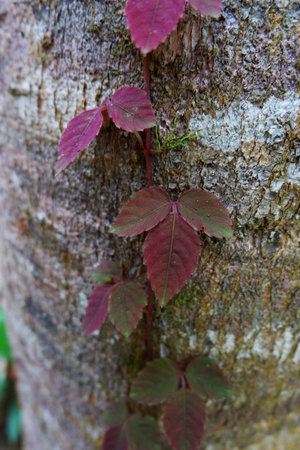 close up green ivy leaves on dry bark treeの写真素材