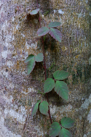 close up green ivy leaves on dry bark treeの写真素材