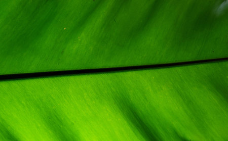 water drops on green leaf Bird's nest fern, Abstract natural texture backgroundの写真素材