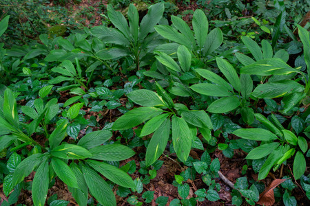 bushes in a forest covered with mossの写真素材