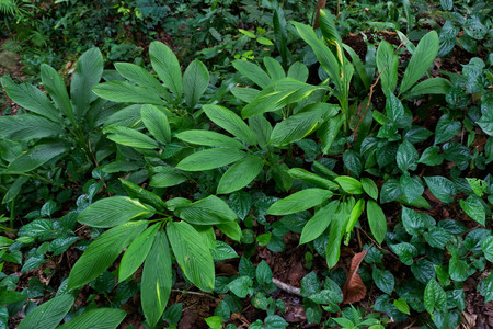 bushes in a forest covered with mossの写真素材