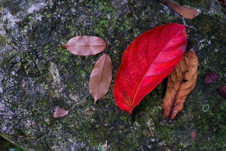 autumn leaf among stone and moss textures. Fall season backgroundの写真素材