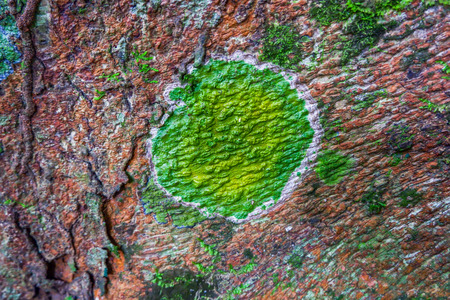dark green moss and light green lichen on a brown bark of a tree texture