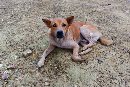 Brown homeless dogの写真素材
