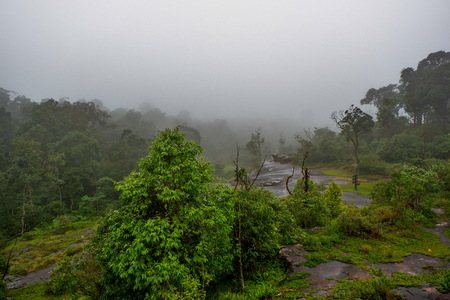 rain forest with fogの写真素材