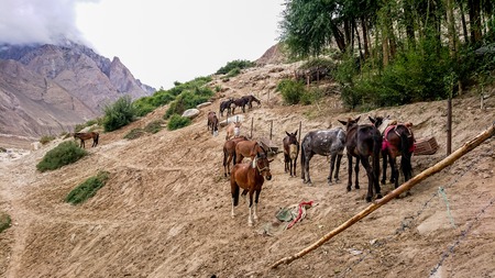 Donkeys walk pass in the Karakorum Mountains in Northern Pakistan on the way to K2 base camp with karakorum range in background.の写真素材