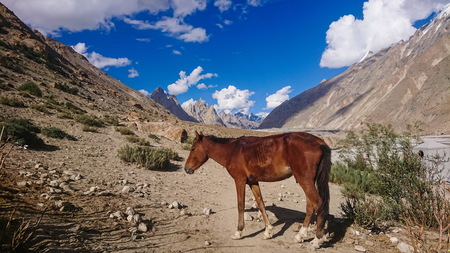 Donkeys walk pass in the Karakorum Mountains in Northern Pakistan on the way to K2 base camp with karakorum range in background.の写真素材