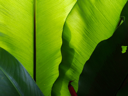 bird's nest fern backgroundsの写真素材