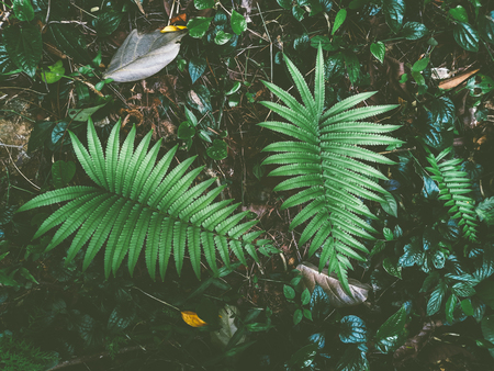 fern in rainforest