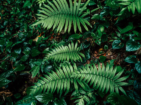 fern in rainforestの写真素材