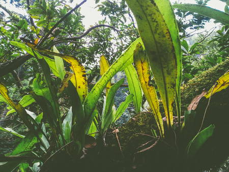 bird's nest fern plant and moss on bark treeの写真素材