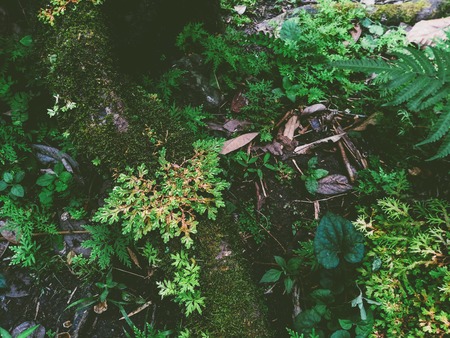 fern and moss in rainforest