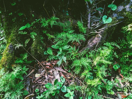 fern and moss in rainforestの写真素材