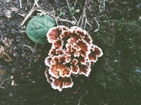 brown and white mushroom in the grass. Mushroom growing in the Autumn Forest near old log. Mushroom...
